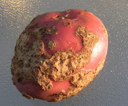 Tuber flea damage on potato